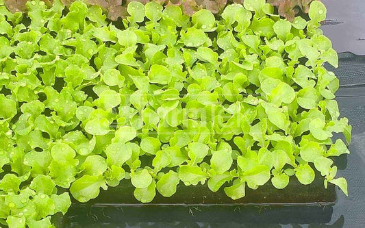 Farmtek AquaCube propagation cubes 25x25x35mm (200 cubes @ 8 cents each) Seedling Plug