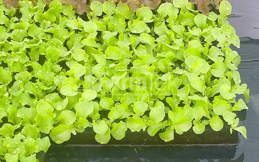 Farmtek AquaCube propagation cubes 36x36x40mm (98 cubes @ $0.2 each) Seedling Plug
