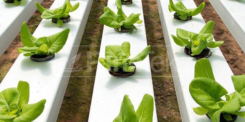 School Hydroponic Project Package - NFT System