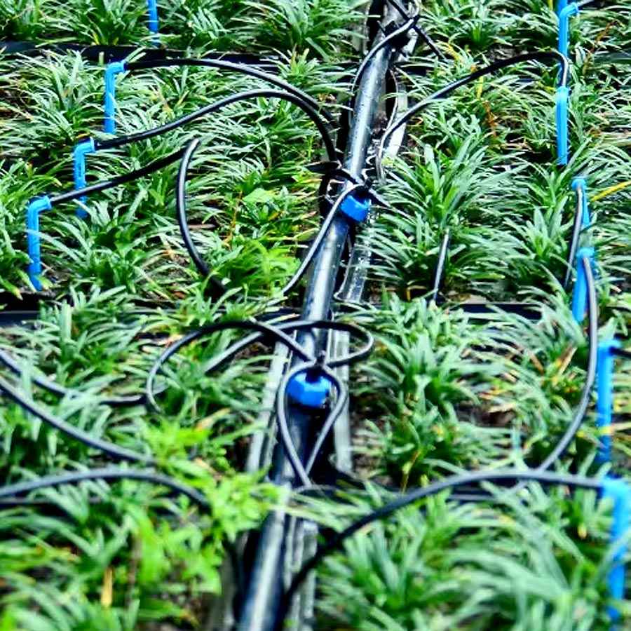 Drip Arrow 1-IN-4-OUT Drip Irrigation (5 Sets) - Farmtek Australia