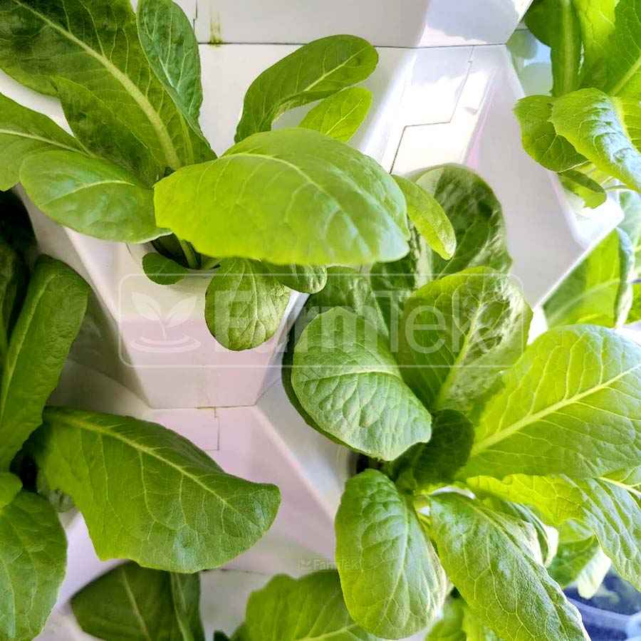 School Hydroponic Project Package - Single Tower System