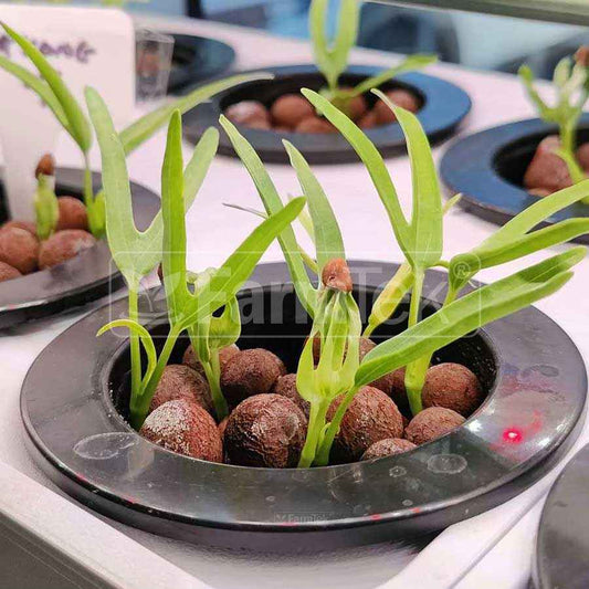 75mmx8 Large Hole Planting Panel For Grow System Kit SS120 (2 Panels)