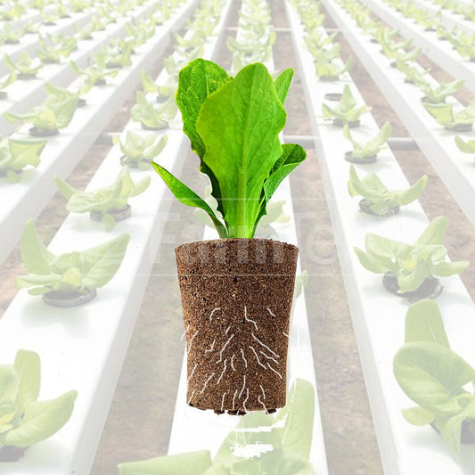 Moss Peat Sponge Plug The Best Hydroponics Grow Medium for 2" Netpots (Pack of 20)