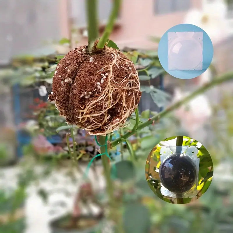 10x Tree Branch Rooting Propagation Box Cutting Grafting Rooting Box (M)