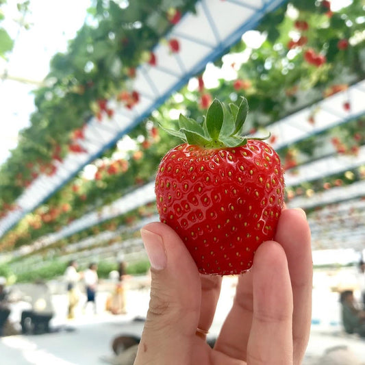 Grow the Sweetest, Juiciest Strawberries Ever with NPK Fertilzers