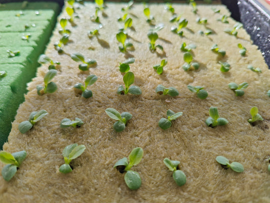 Hydroponic Grow Medium - 4 Major Types Explained