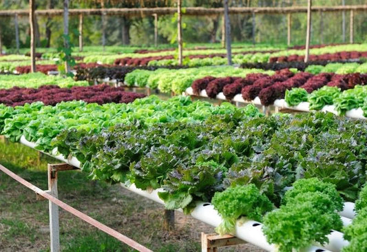 A Beginner’s Guide to Starting Your Hydroponic Growing Project