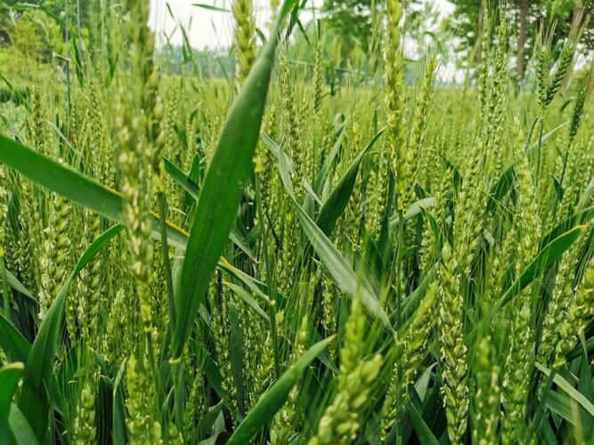 Revolutionizing Wheat Cultivation: Boosting Yields, Enhancing Quality, and Sustaining the Environment with FertiCore and BoosterPlus Innovations - Farmtek Australia
