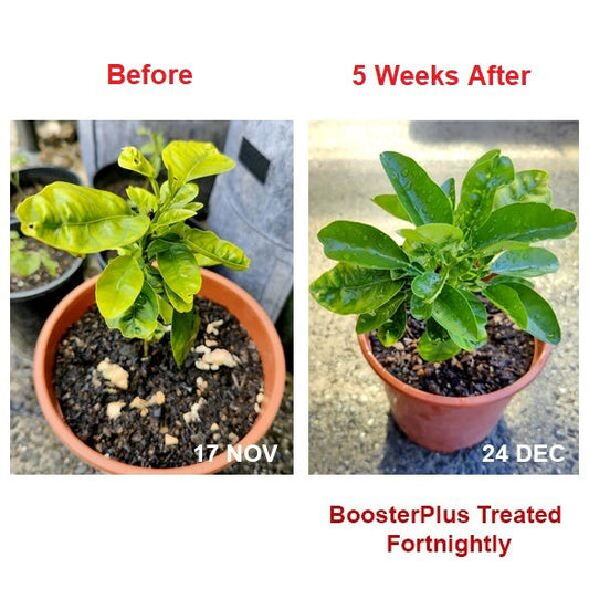 Unlocking the Secrets to Healthy Plants: Addressing Yellow Leaves with FarmTek® BoosterPlus™ Fulvic Acid