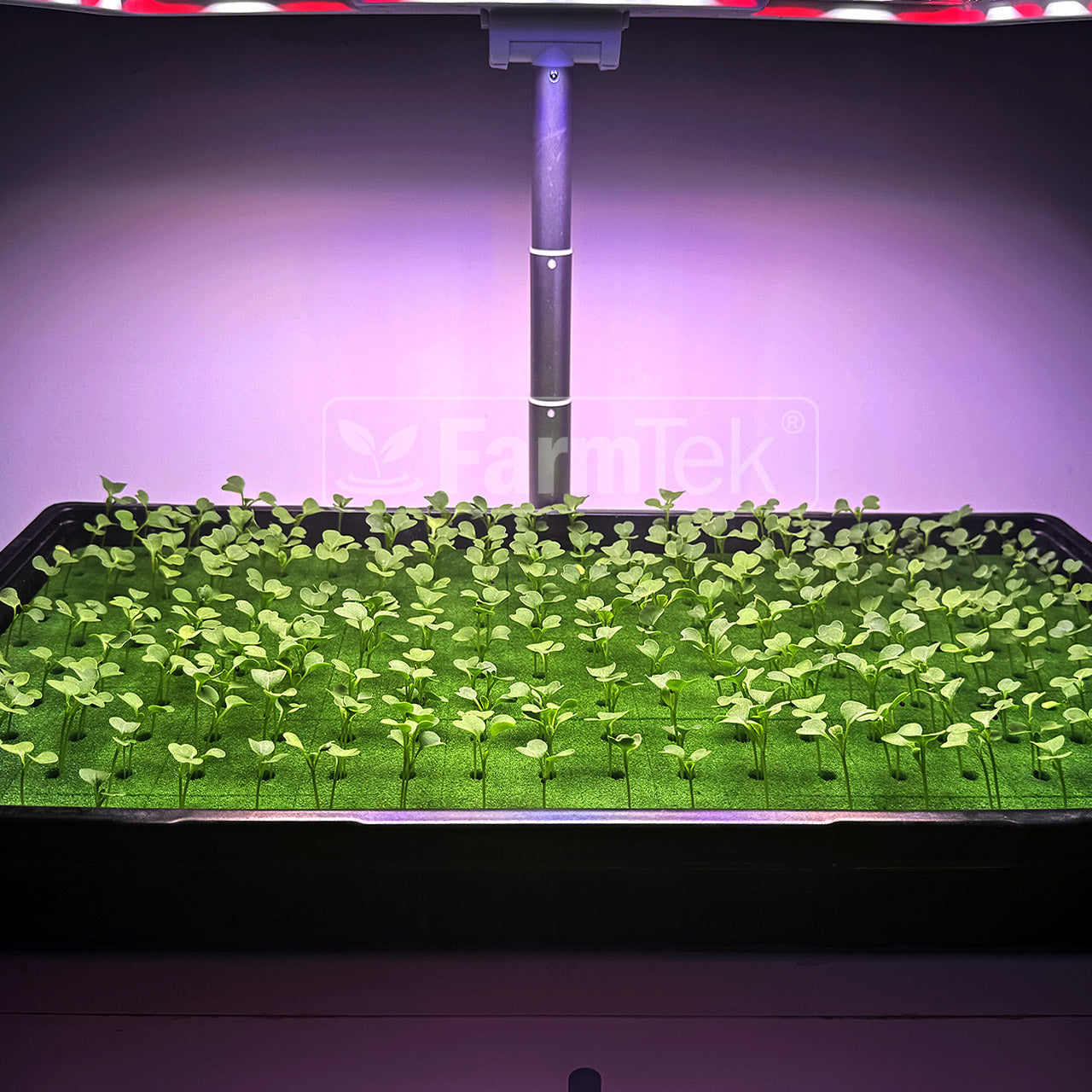 Farmtek AquaCube Seedling Plug 36x36x40mm Germination Starter Cubes (15,680 cubes/16 Boxes/Pallet @ $0.078/cube)