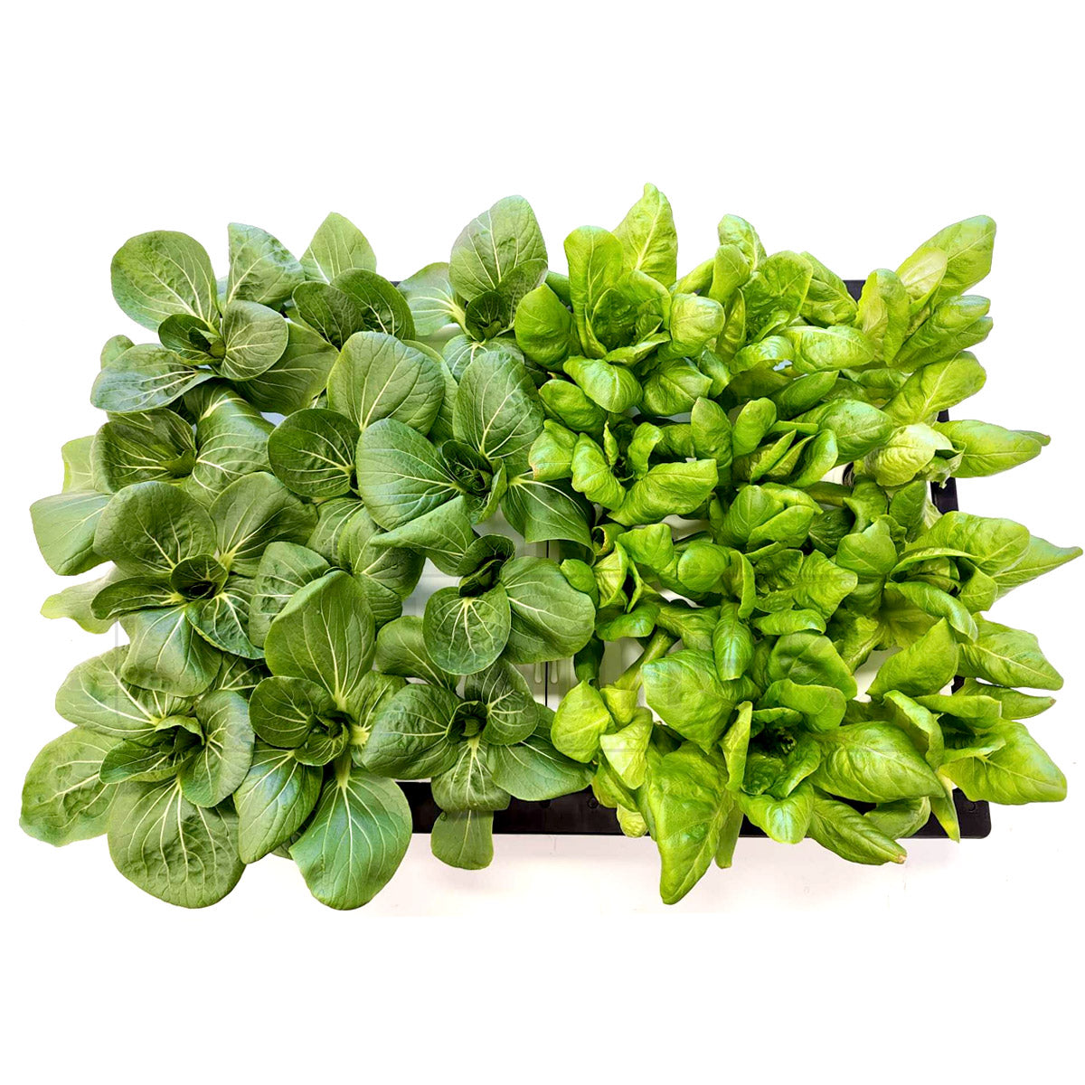 Farmtek Hydroponic DWC Tray Scalable To Multiple Trays System (DWC-24)