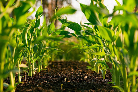 FertiCore™ Effective Mineral Humic Acid (60-70%) Potassium Granule 4-6mm + Fulvic Acid (5-10%) 1Kg