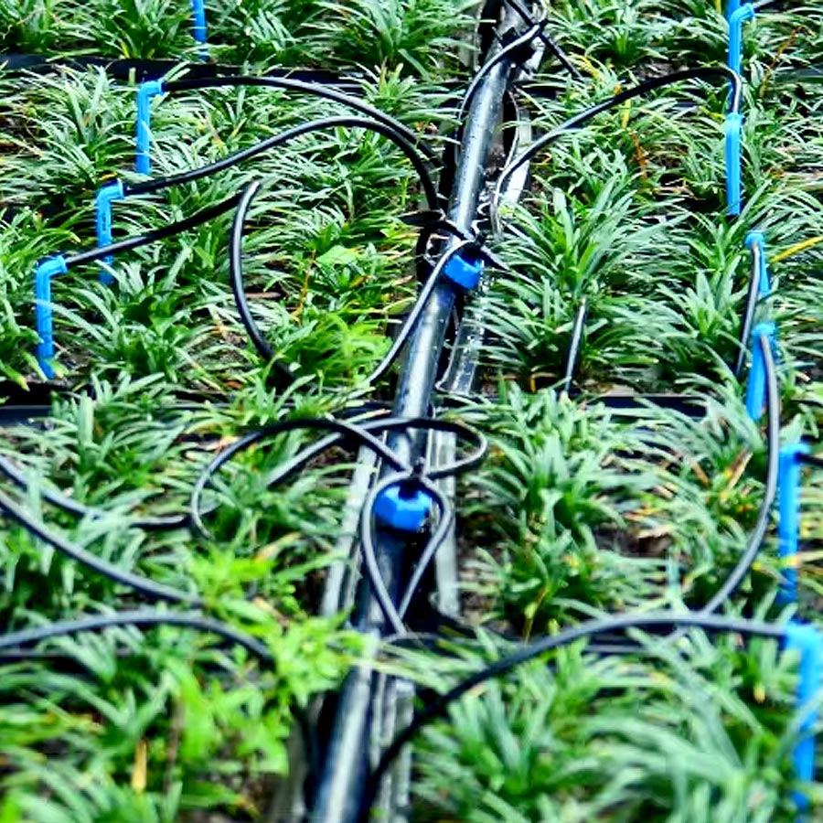 Drip Arrow 1-IN-4-OUT Drip Irrigation (5 Sets)