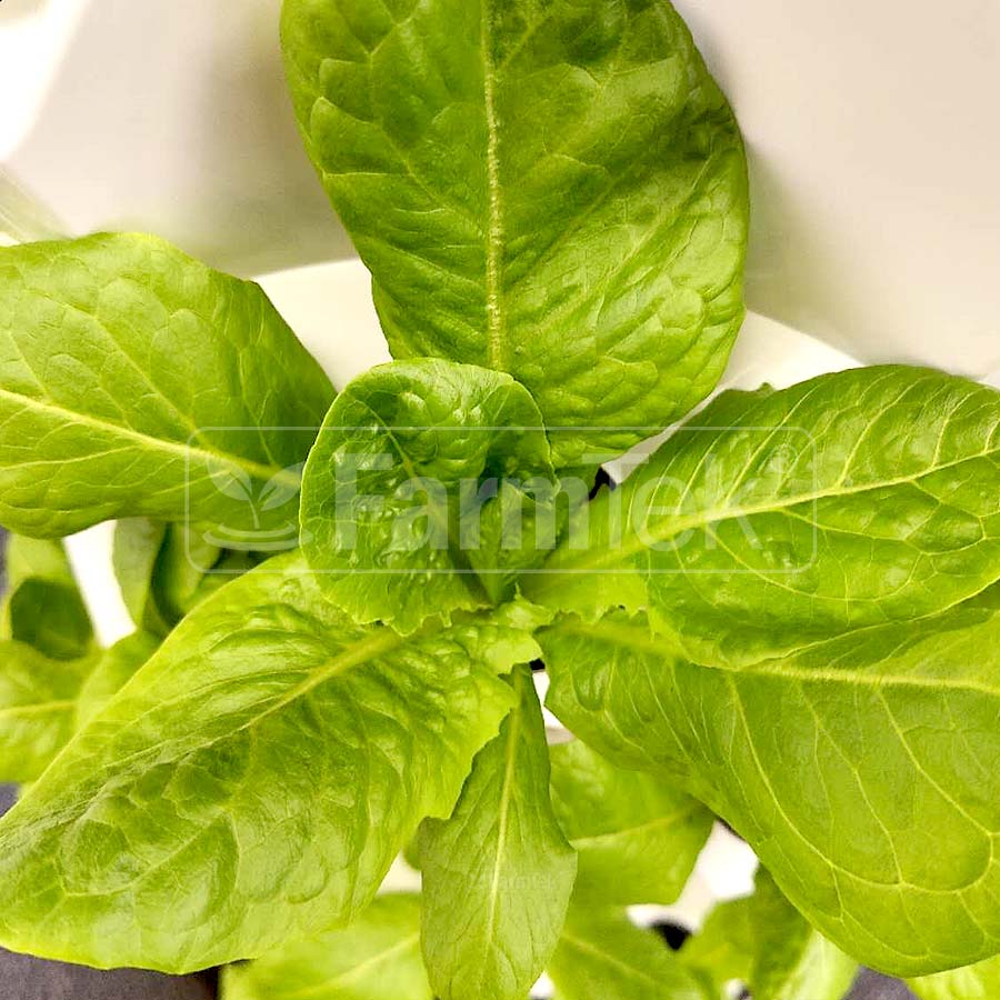 Farmtek Hydroponic Tower System Kit Vertical Farming Aeroponic Tower (HT864)