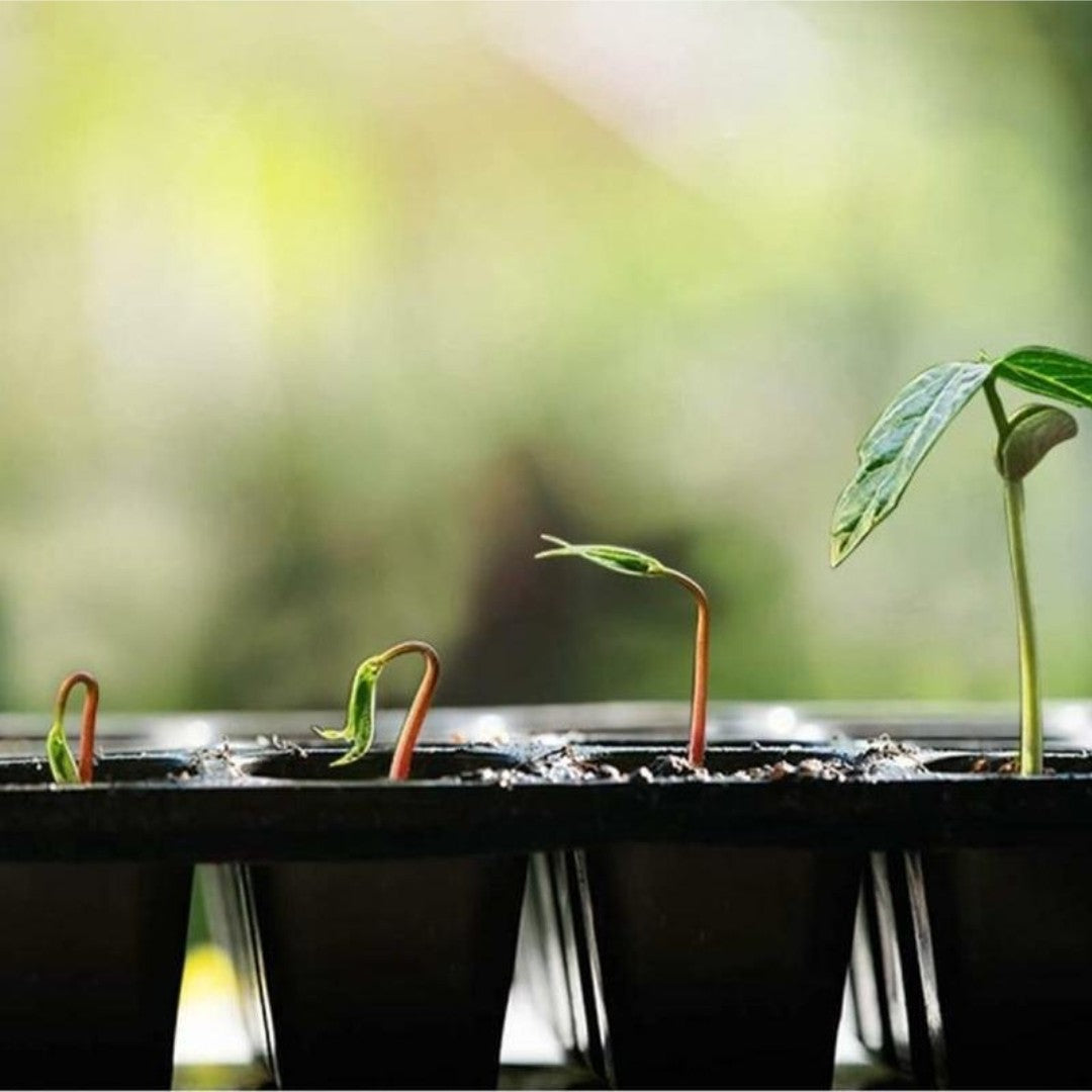 128 Cells Nursery Seedling Tray Propagation Tray (3 Trays)